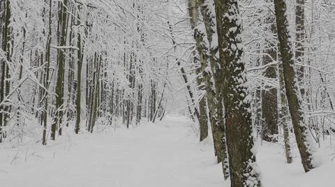 Winter forest during a snowfall, slow motion Foto stock