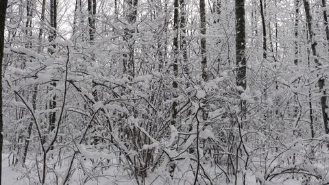 Winter forest during a snowfall, slow motion 스톡 사진