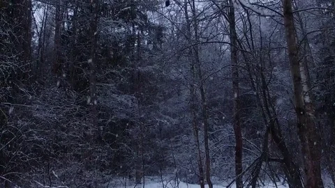 Winter forest at dusk 库存影片 73875309