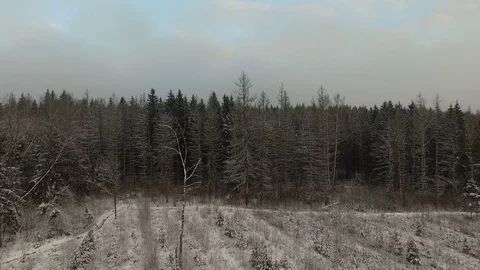 Winter forest early evening Stock Footage 83279930