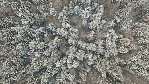 Winter forest early evening Stock Footage 83280155