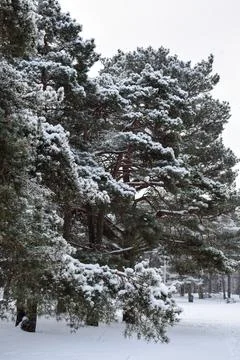 Winter forest edge with snow covered trees Photos