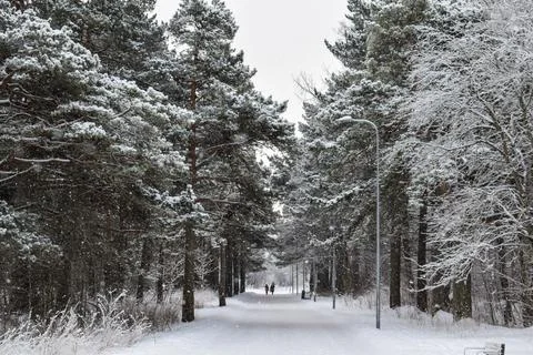 Winter forest edge with snow covered trees and tall dry grass Fotos de archivo