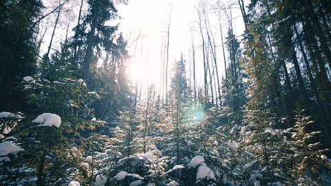 Winter Forest, Establishing Shot Stock Footage 87087098