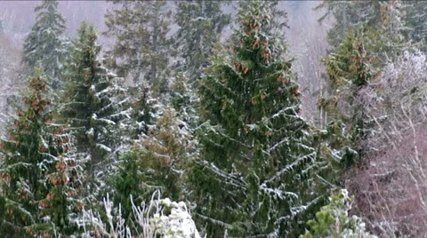 Winter forest in Europe. Stock Footage 46992187