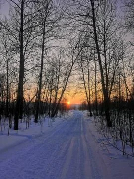 Winter forest in the evening Stock Photos