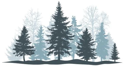 Winter forest evergreen pine, tree isolated. Park Christmas tree. Individual, Stock Illustration
