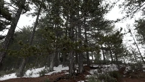Winter forest exploration with snow-covered ground and towering trees Stock Footage 301602657