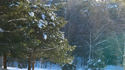 Winter Forest with Falling Shiny Snow Stock Footage 172292368