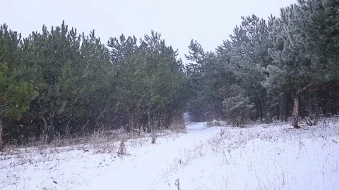 Winter forest, Falling snow in a winter park with snow covered trees 動画素材 71094463