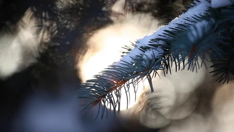 Winter forest fir tree sun hd footage Stock Footage 100316666