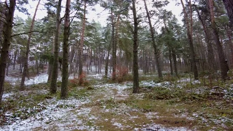 Winter forest. First snow. Tree video Stock Footage 144823450