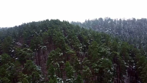 Winter forest. First snow. Tree video Stock Footage 144823805