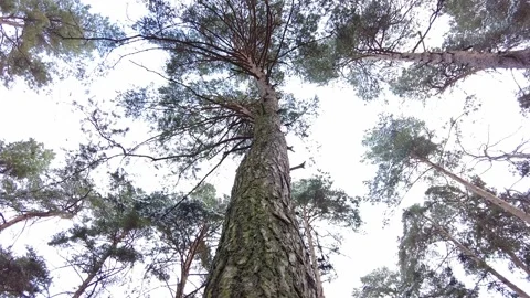 Winter forest. First snow. Tree video Stock Footage 144824359