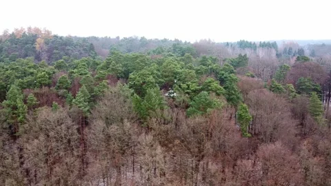 Winter forest. First snow. Tree video Stock Footage 144824929