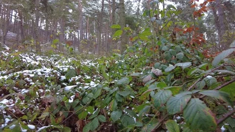 Winter forest. First snow. Tree video Stock Footage 144825263