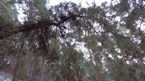 Winter forest. First snow. Tree video Stock Footage 144825951
