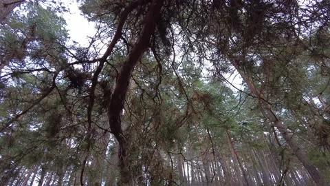 Winter forest. First snow. Tree video Stock Footage 144826206