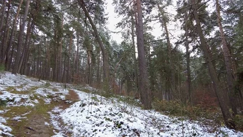 Winter forest. First snow. Tree video Stock Footage 144826515