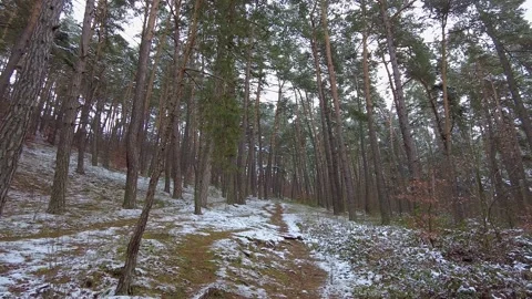 Winter forest. First snow. Tree video Stock Footage 144827199