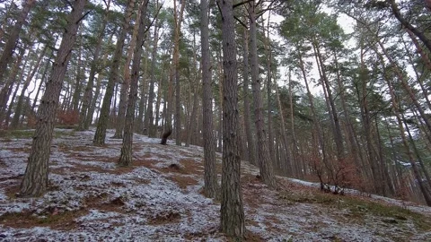 Winter forest. First snow. Tree video Stock Footage 144827637