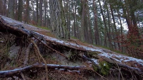 Winter forest. First snow. Tree video Stock Footage 144827861