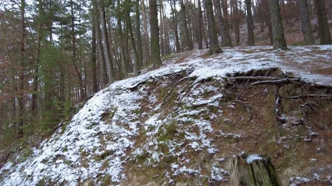 Winter forest. First snow. Tree video Stock Footage 144828041