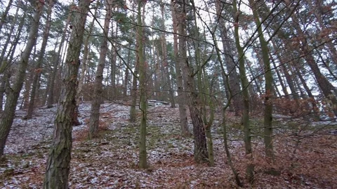 Winter forest. First snow. Tree video Stock Footage 144828403