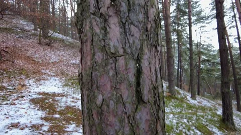 Winter forest. First snow. Tree video Stock Footage 144828470