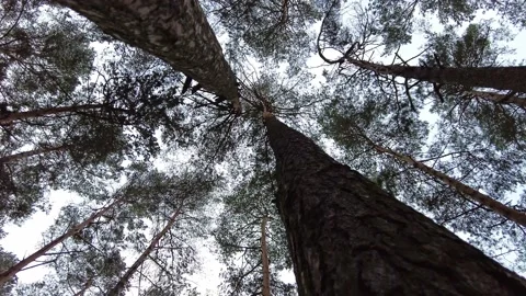 Winter forest. First snow. Tree video Stock Footage 144828608