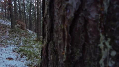 Winter forest. First snow. Tree video Stock Footage 144828800