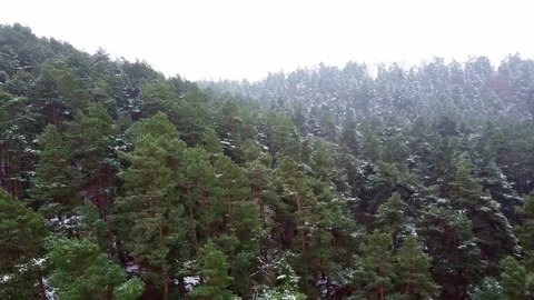 Winter forest. First snow. Tree video Stock Footage 144828944