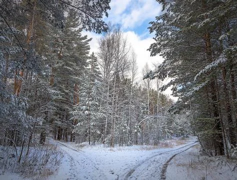 Winter forest in flakes of white snow with the road going into the distance Stock Photos