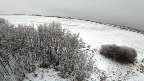 Winter Forest Flights 库存影片 326353730