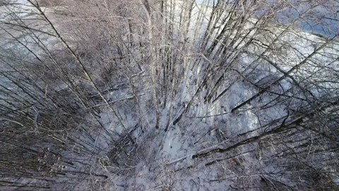 Winter Forest Flights 库存影片 326372662