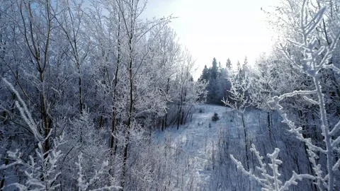 Winter Forest Flights 库存影片 326969567
