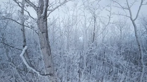 Winter Forest Flights 库存影片 331183495