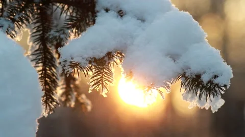 Winter forest - fluffy snow on the branches of coniferous trees. Stock Footage 146537565