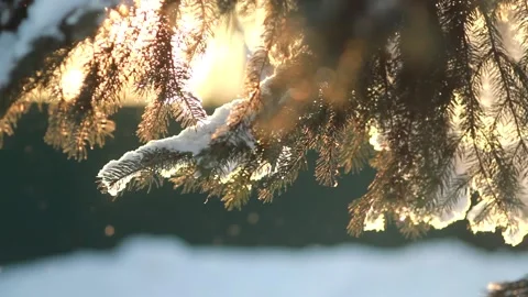Winter forest - fluffy snow on the branches of coniferous trees. Stockbeeldmateriaal 146538442