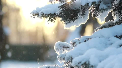 Winter forest - fluffy snow on the branches of coniferous trees. Stock-Footage 146538987