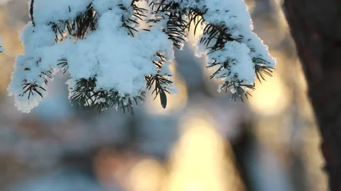 Winter forest - fluffy snow on the branches of coniferous trees. Stock-Footage 146538991