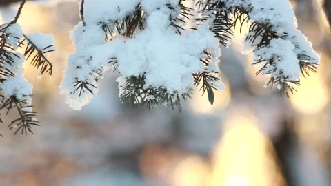 Winter forest - fluffy snow on the branches of coniferous trees. 動画素材 146539017