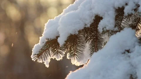 Winter forest - fluffy snow on the branches of coniferous trees. Video stock 146540274