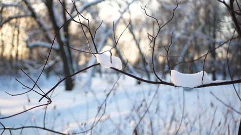 Winter forest - fluffy snow on the branches of coniferous trees. Stock-Footage 149961938