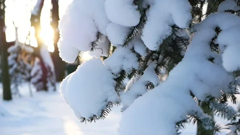 Winter forest - fluffy snow on the branches of coniferous trees. Stock-Footage 149961978