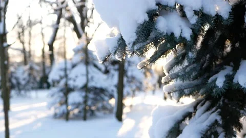 Winter forest - fluffy snow on the branches of coniferous trees. Stock Footage 149962184