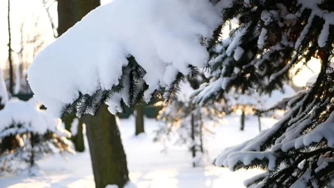 Winter forest - fluffy snow on the branches of coniferous trees. Stock-Footage 149962271