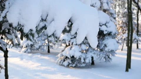 Winter forest - fluffy snow on the branches of coniferous trees. Stock Footage 162603418