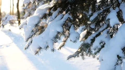 Winter forest - fluffy snow on the branches of coniferous trees. Video stock 162603433