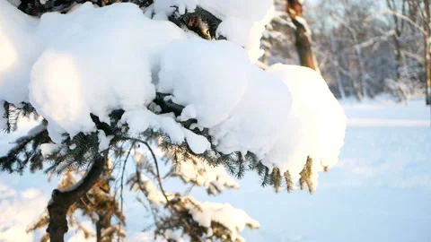 Winter forest - fluffy snow on the branches of coniferous trees. Stock Footage 162603460